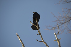 Corvus frugilegus