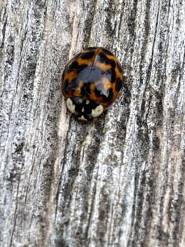 Asian Lady Beetle