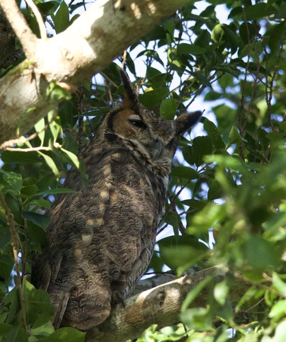 View observation of {o.common_name} on iNaturalist