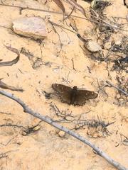 Caprona alida