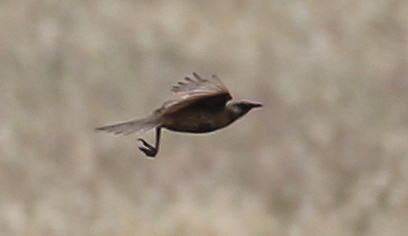 Brown Songlark