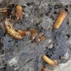 Trichophaga tapetzella