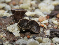 Cyathus