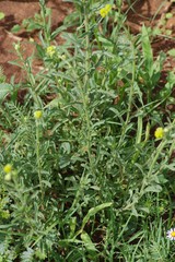 Nidorella