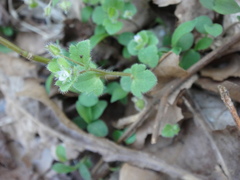 Veronica hederifolia-sublobata-triloba