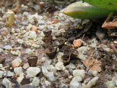 Cyathus