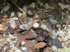 Cyathus
