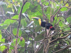 Ramphastos brevis