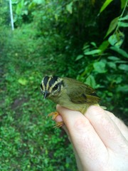 Basileuterus tristriatus daedalus