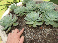 Cyathus