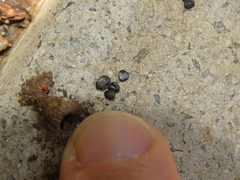 Cyathus