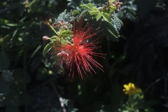 Calliandra californica