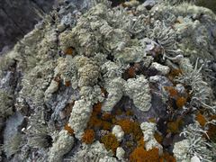 Protoparmeliopsis pinguis