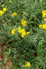 Nidorella