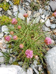 Armeria curvifolia