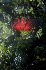 Calliandra californica