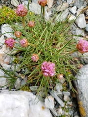 Armeria curvifolia