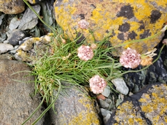Armeria curvifolia