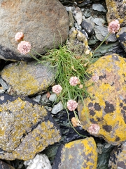 Armeria curvifolia