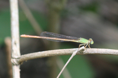 Ceriagrion olivaceum