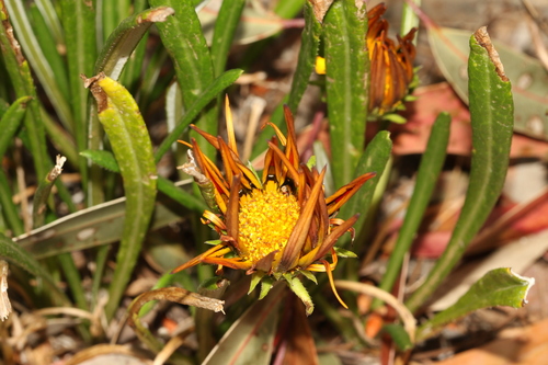 Garden Treasure Flower