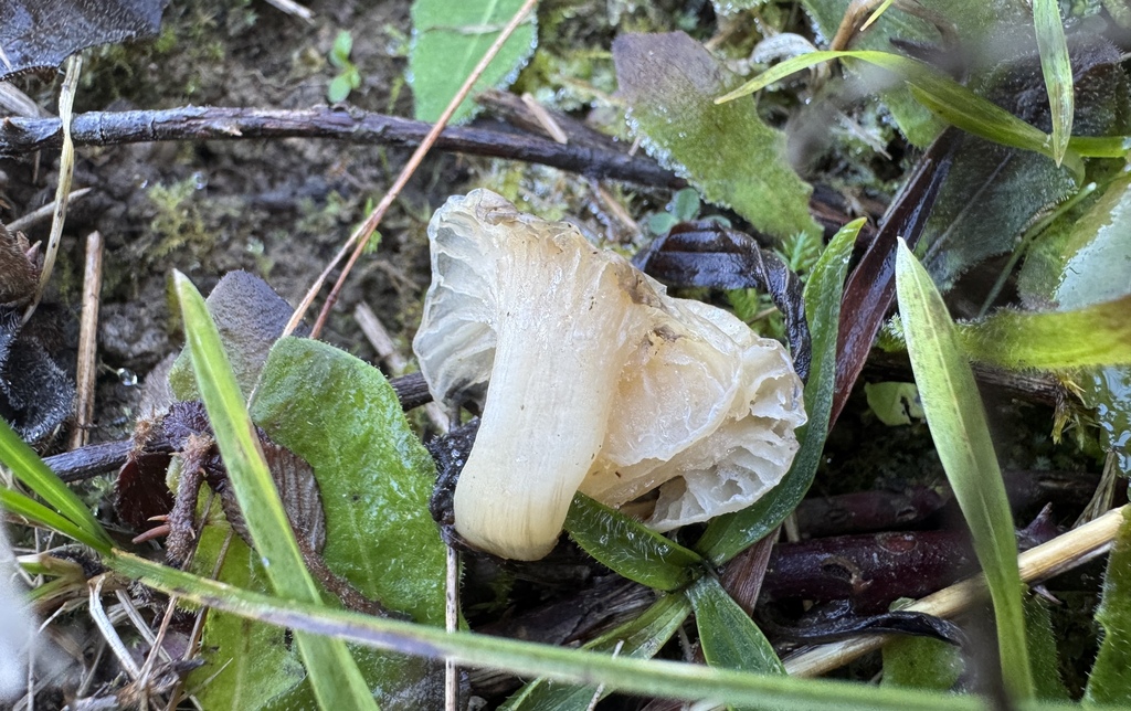 Cuphophyllus virgineus · November 2025 · photo: © pondbob (iNaturalist, cc0)