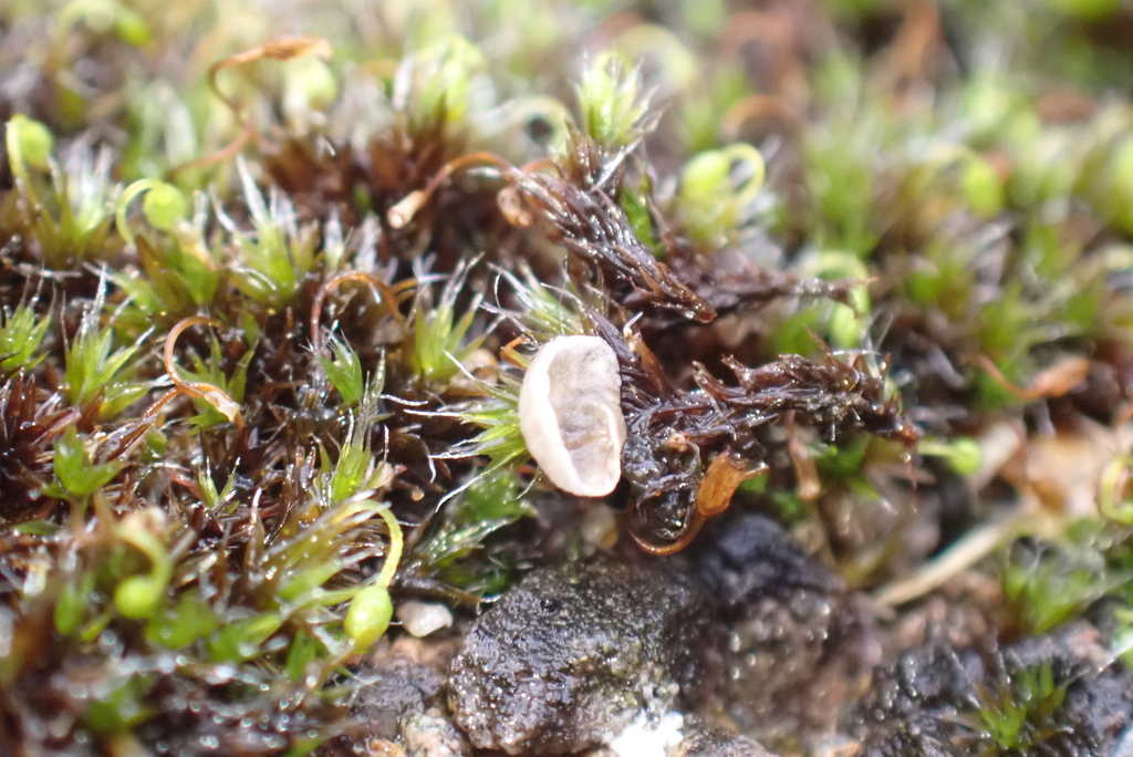 Arrhenia retiruga · November 2025 · photo: © kh-c (iNaturalist, cc0)