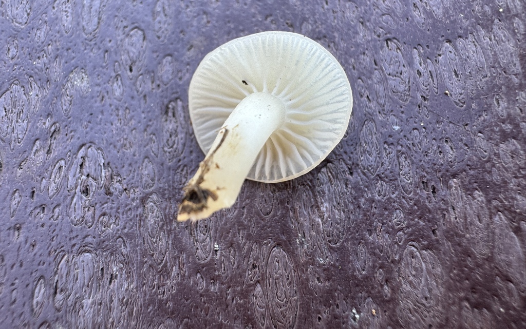Cuphophyllus virgineus · November 2025 · photo: © pondbob (iNaturalist, cc0)