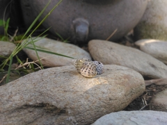 Acanthinucella punctulata