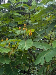 Senna reticulata, photograph (c) portioid, some rights reserved (CC BY)
