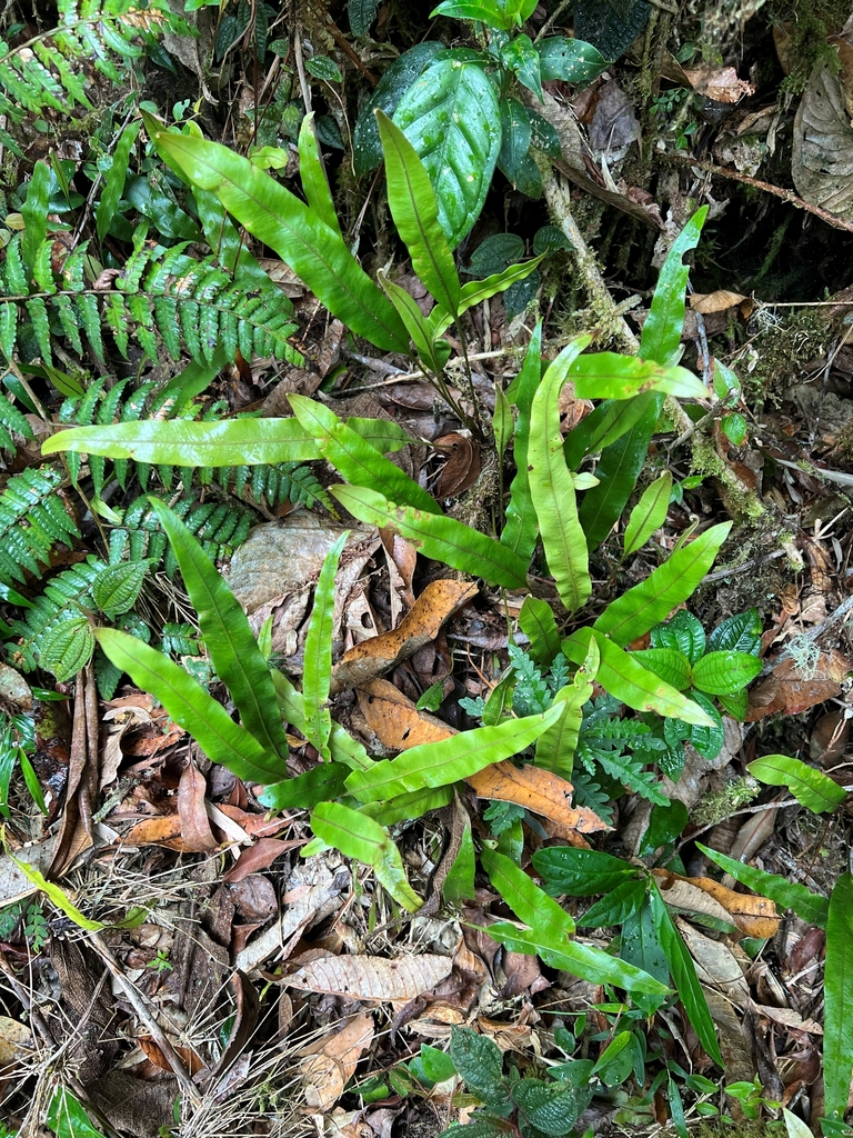 Elaphoglossum ciliatum