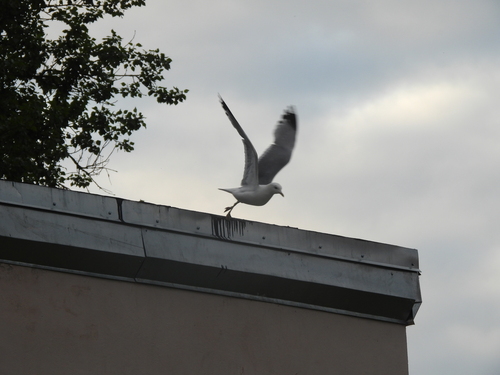 Common Gull