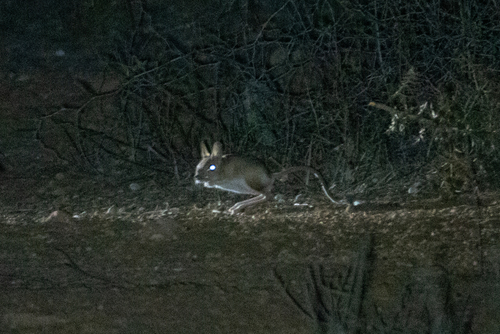Greater Egyptian Jerboa
