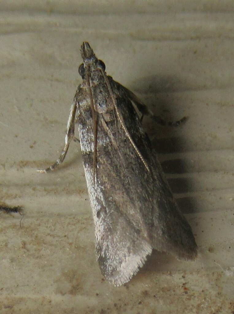 Scale-feeding Snout