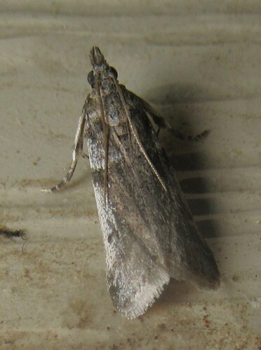 Scale-feeding Snout