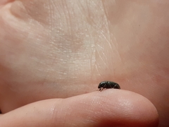 Leschenius vulcanorum