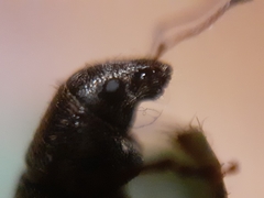 Leschenius vulcanorum