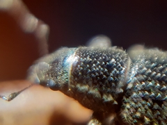 Leschenius vulcanorum