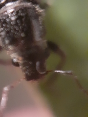 Leschenius vulcanorum
