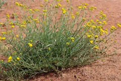 Nidorella