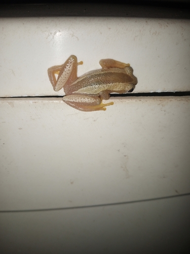Fornasini's Spiny Reed Frog