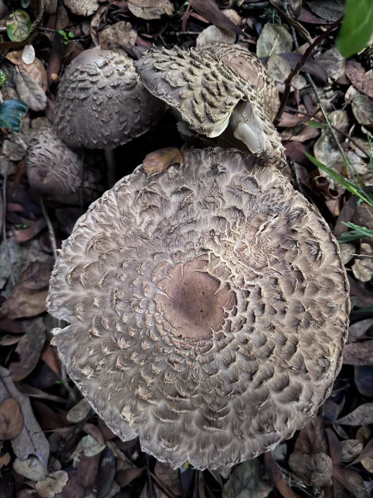 Chlorophyllum olivieri · November 2025 · photo: © melliemoon (iNaturalist, cc0)
