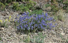 Veronica capsellicarpa