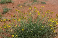Nidorella