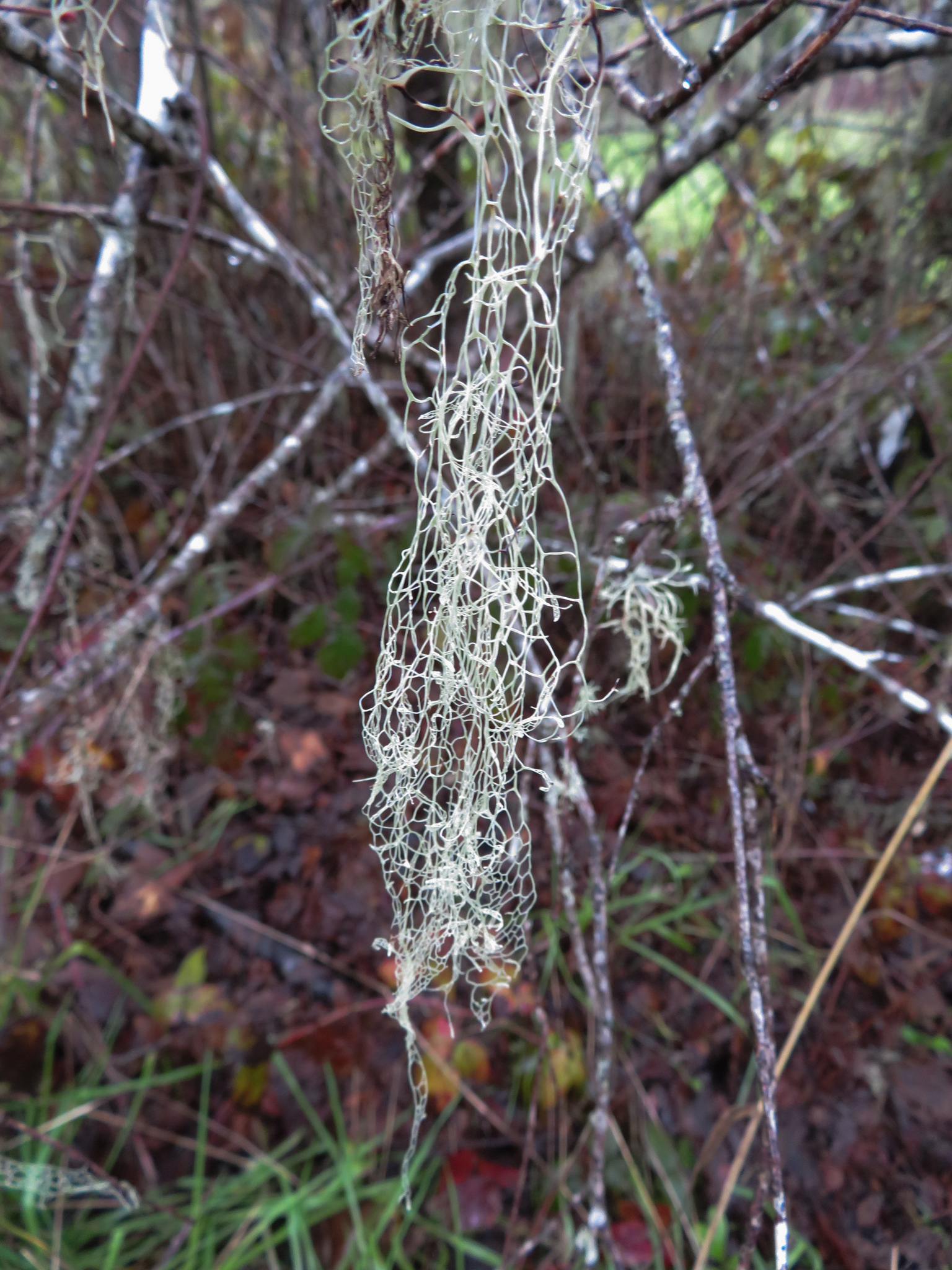 Ramalina image
