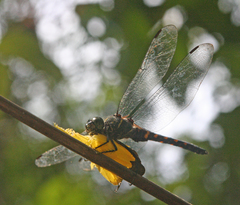 Onychothemis testacea