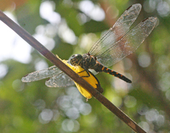 Onychothemis testacea