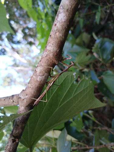 Antillean Mantis