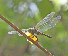 Onychothemis testacea