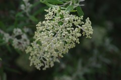 Buddleja saligna